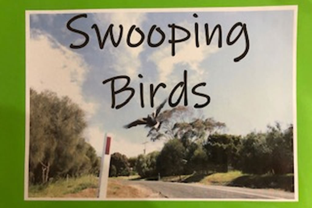 Kindy class investigates ‘Swooping Magpies’ in Term 3